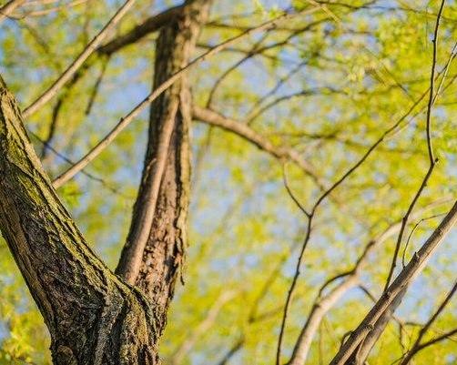 Зелёные насосы: как деревья могут осушить участок и сократить расходы на выгребные ямы